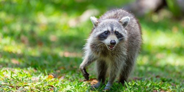 Wildlife Control & Exclusion st Johns FL