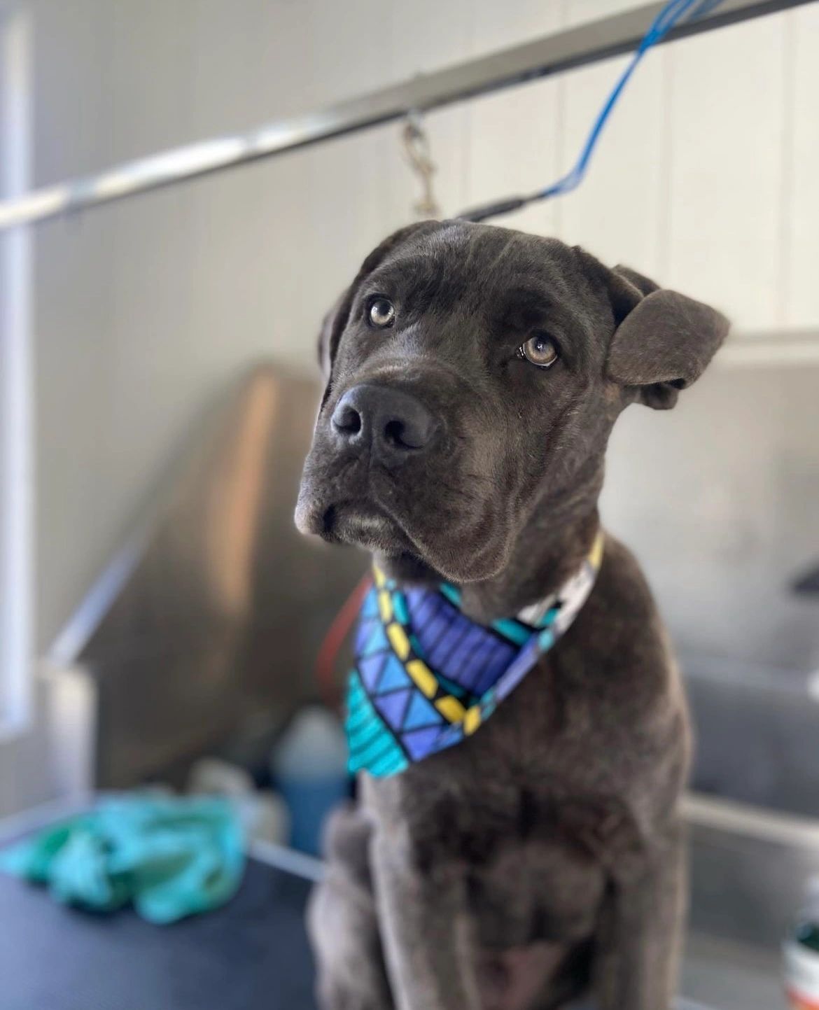 Honest groomers Dog Grooming, Pet Groomer, Pet Grooming