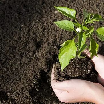 Picture of a person holding plant in soil