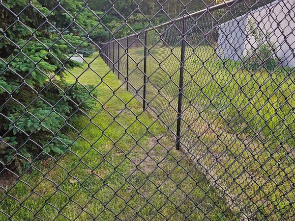 black chain link fence with grass and pine tree in the background