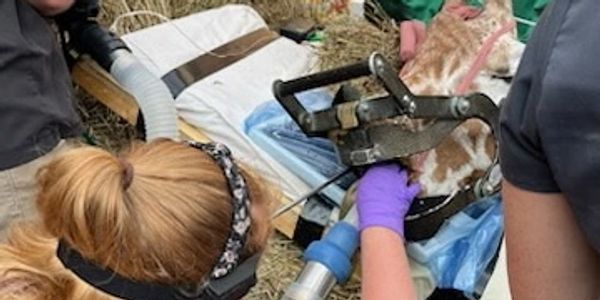 Dentistry being performed on an anesthetized giraffe