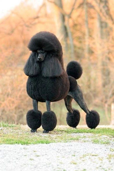 cabernet standard poodles