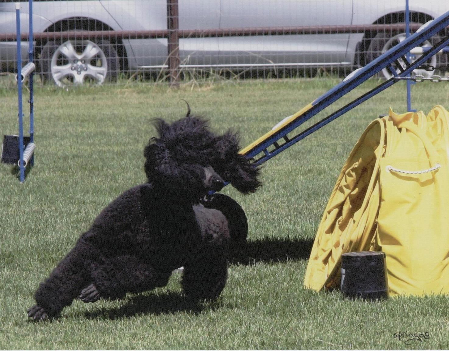 Amazing Standard Poodles