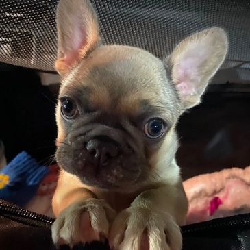 Baby Sasha coming home
