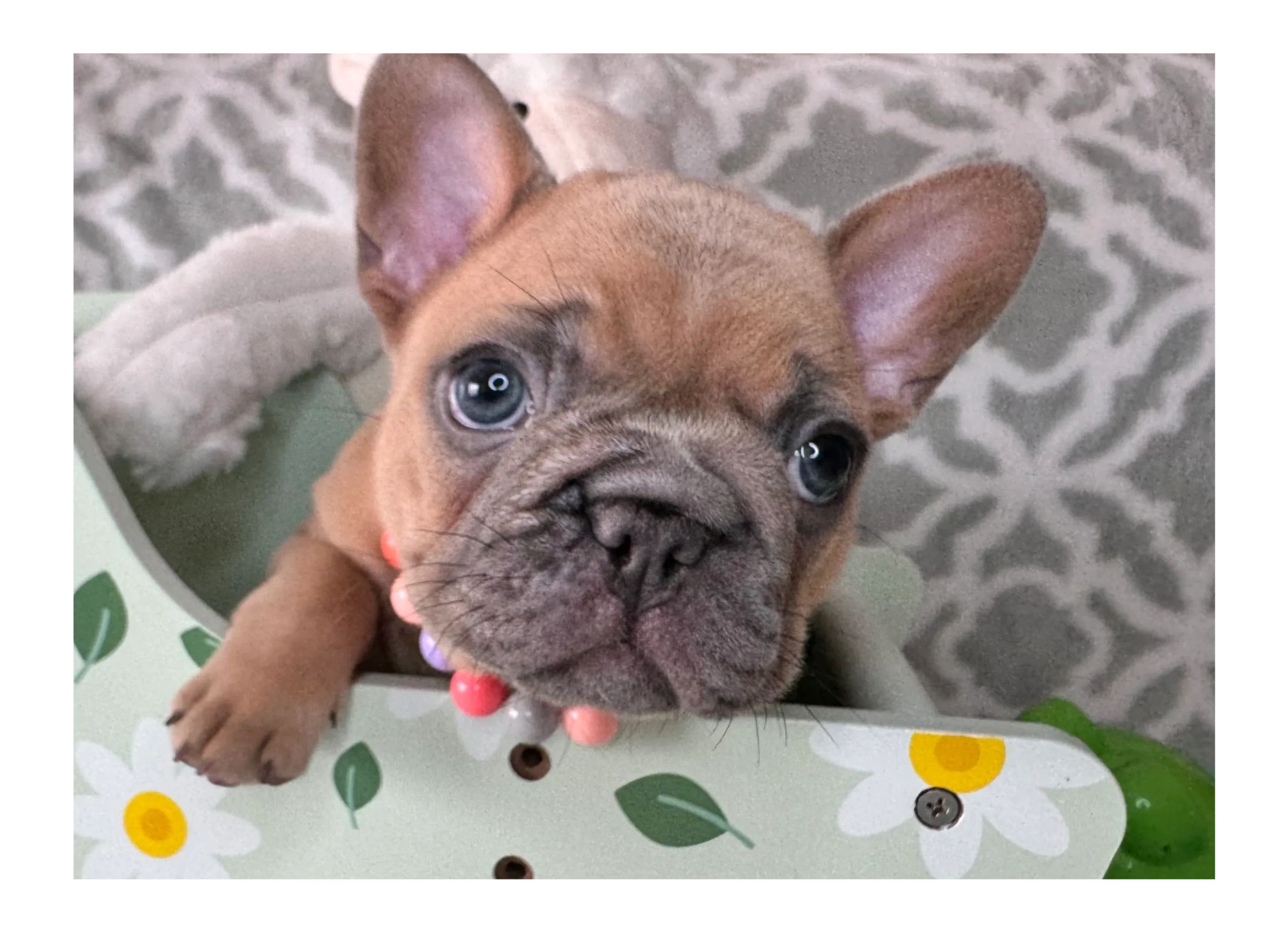 Guardian Program, picture of Solara Joy