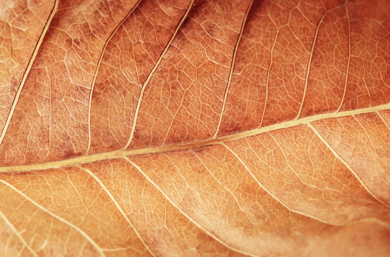Close-up of a dry orange-brown leaf showing detailed veins.