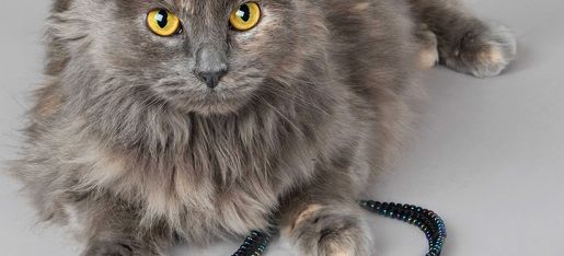 Long hair grey and orange cat with a Lucky Fish necklace. Kumihimo braiding with beads.
