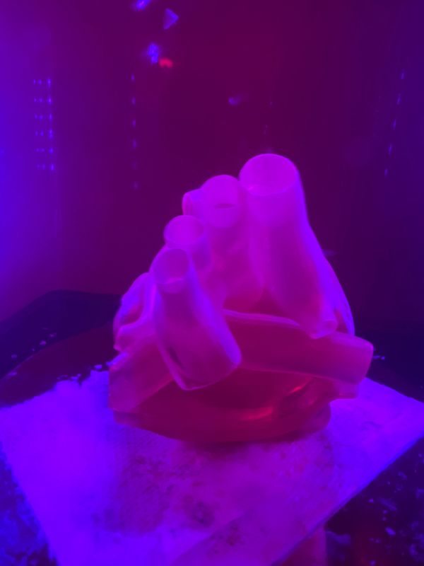 UV activated transparent patient specific heart model that was 3D printed in resin for flow dynamics