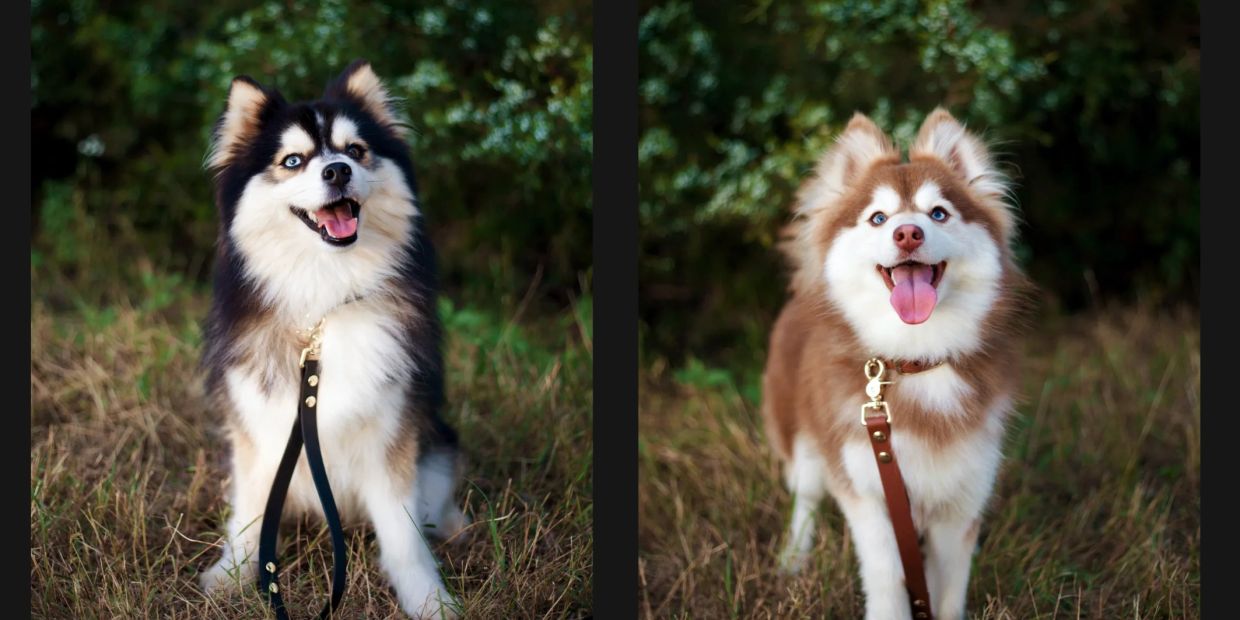 Two happy fluffy dogs on leashes sitting outdoors with greenery behind them.