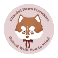 Blissful Paws Pomskies