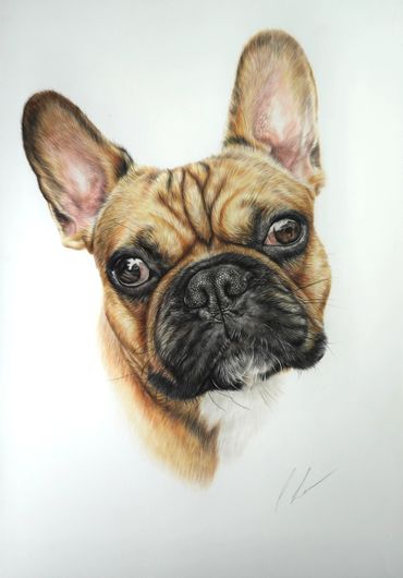 Realistic portrait of a French Bulldog with expressive eyes and large ears.
