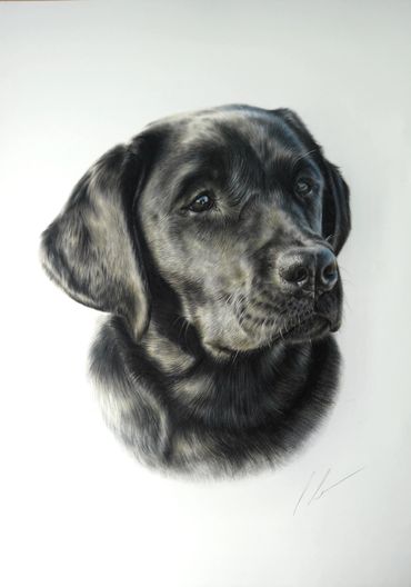 A realistic painting of a black Labrador retriever's head.