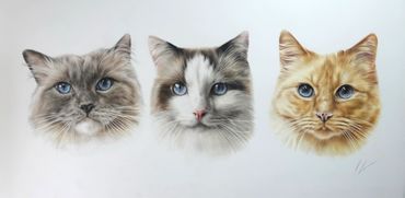 Three detailed cat portraits with blue eyes on a white background.