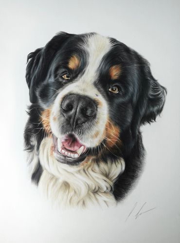 Close-up portrait of a happy Bernese Mountain Dog with expressive eyes.