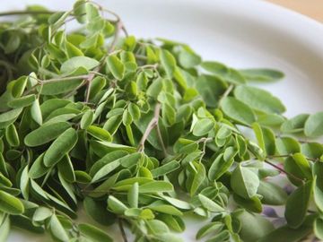 Moringa
Моринга
مورينجا
المورينجا