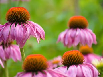 Echinacea
Echinacea
Эхинацея
اخناسيا
الاخناسيا