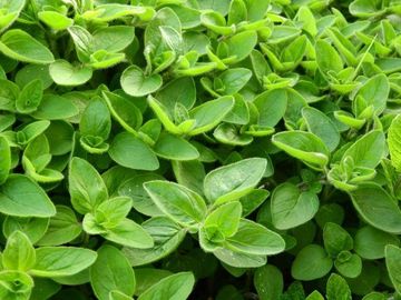 Marjoram
Majoran
Майоран
مردقوش
بردقوش
المردقوش
البردقوش