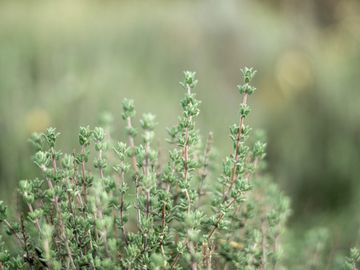 Thyme
Thymian
Тимьян
زعتر
الزعتر