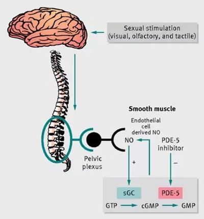 Neurological pathways for sexual dysfunction, erectile dysfunction. 