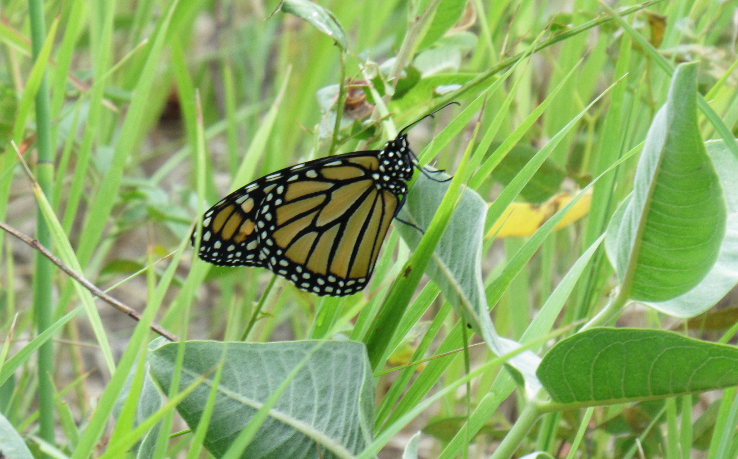 Friends of the Pollinators