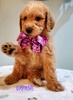 Pet Groomer
