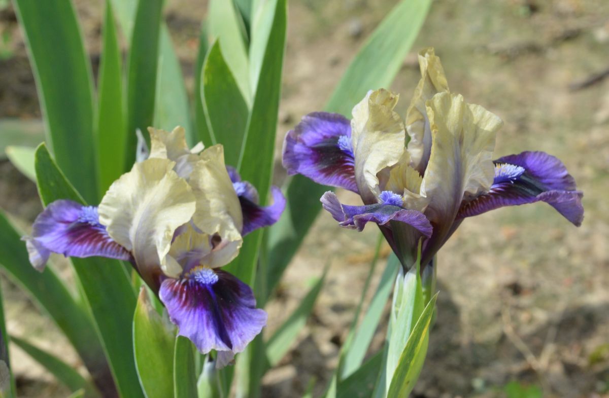Abuzz With Charm Iris
