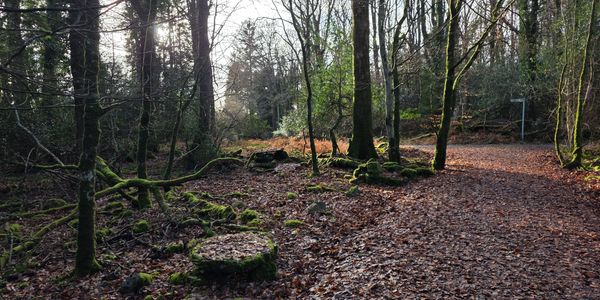 Sunlight filters through trees in a leaf-covered forest path.