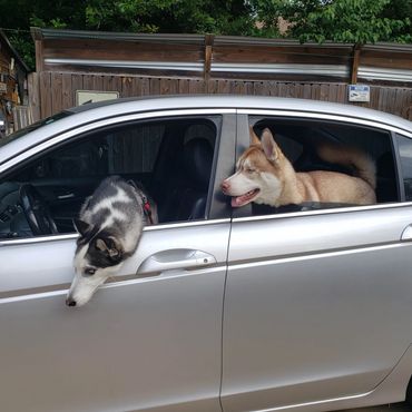 Two of our husky friends arriving at Re-Treat 4 Dogs ready for fun and playtime ! They love coming