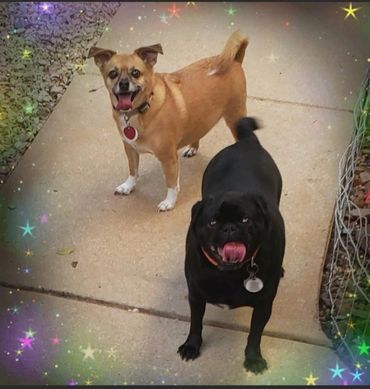Greta and Jude, Pug and chihuahua are frequent visiters ! 