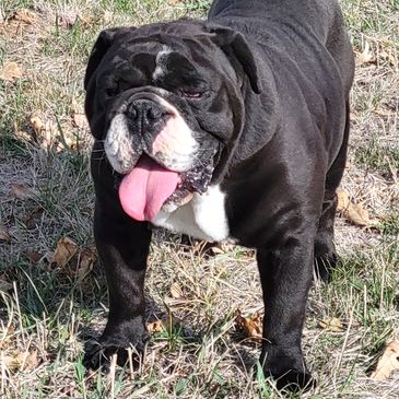 Black Tri English Bulldog