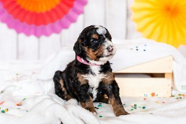 Bernedoodle puppy posing for the camera with a cute backdrop