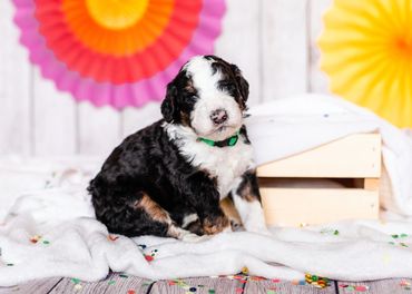 Bernedoodle puppy posing for the camera with a cute backdrop