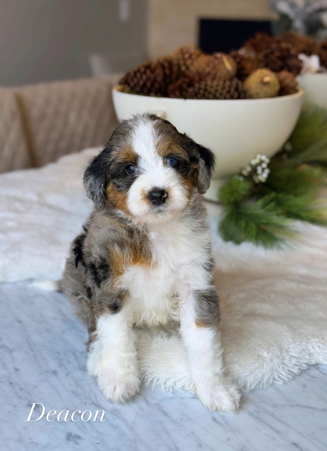 Beautiful male merle bernedoodle puppy dog for sale 