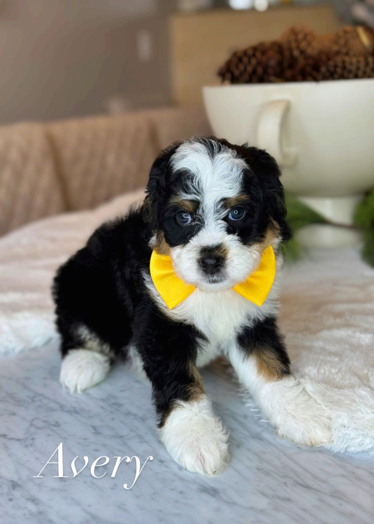beautiful stunning gorgeous male bernedoodle tri color puppy dog for sale 