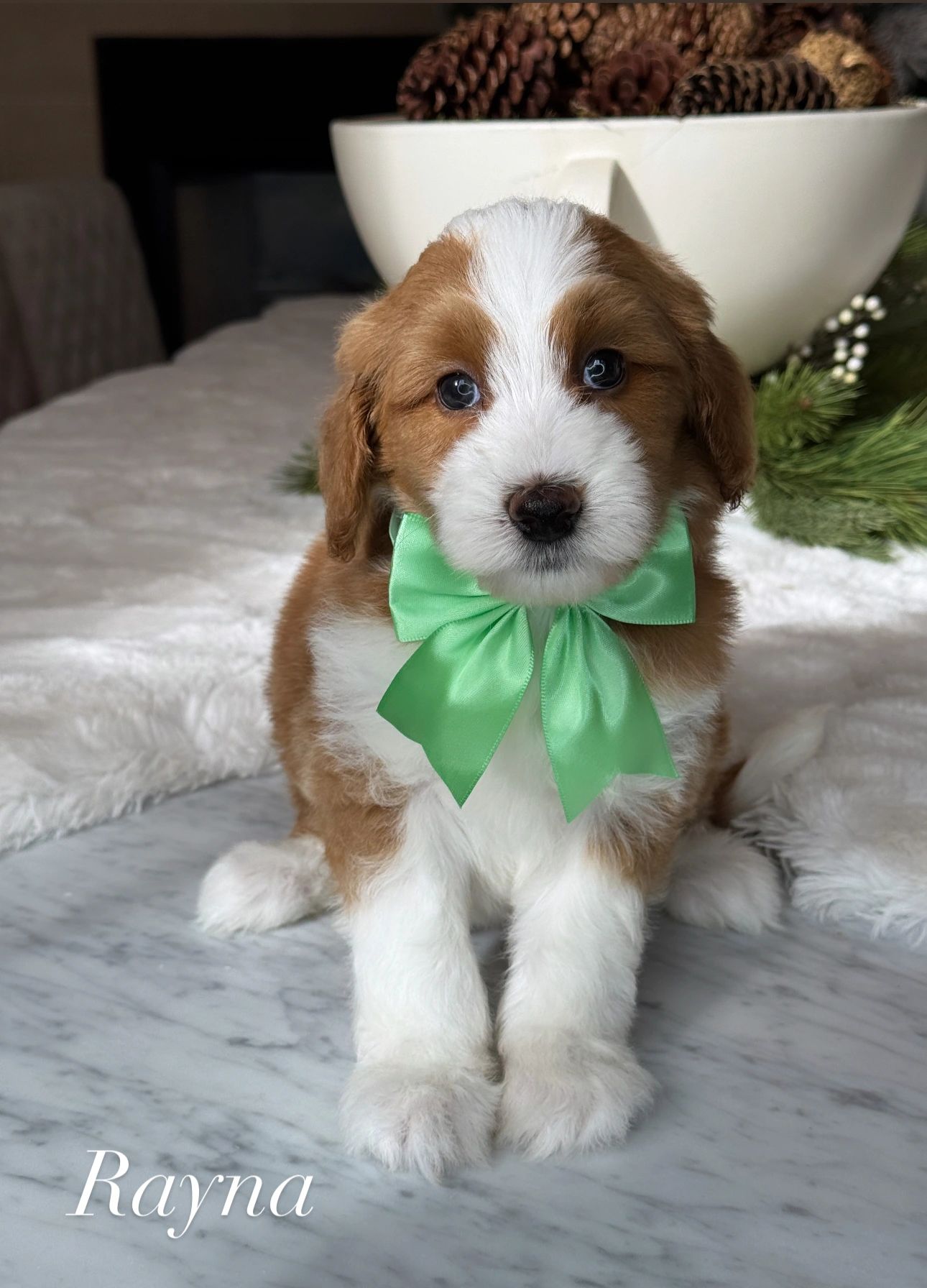 Beautiful red and white tuxedo female bernedoodle for sale 