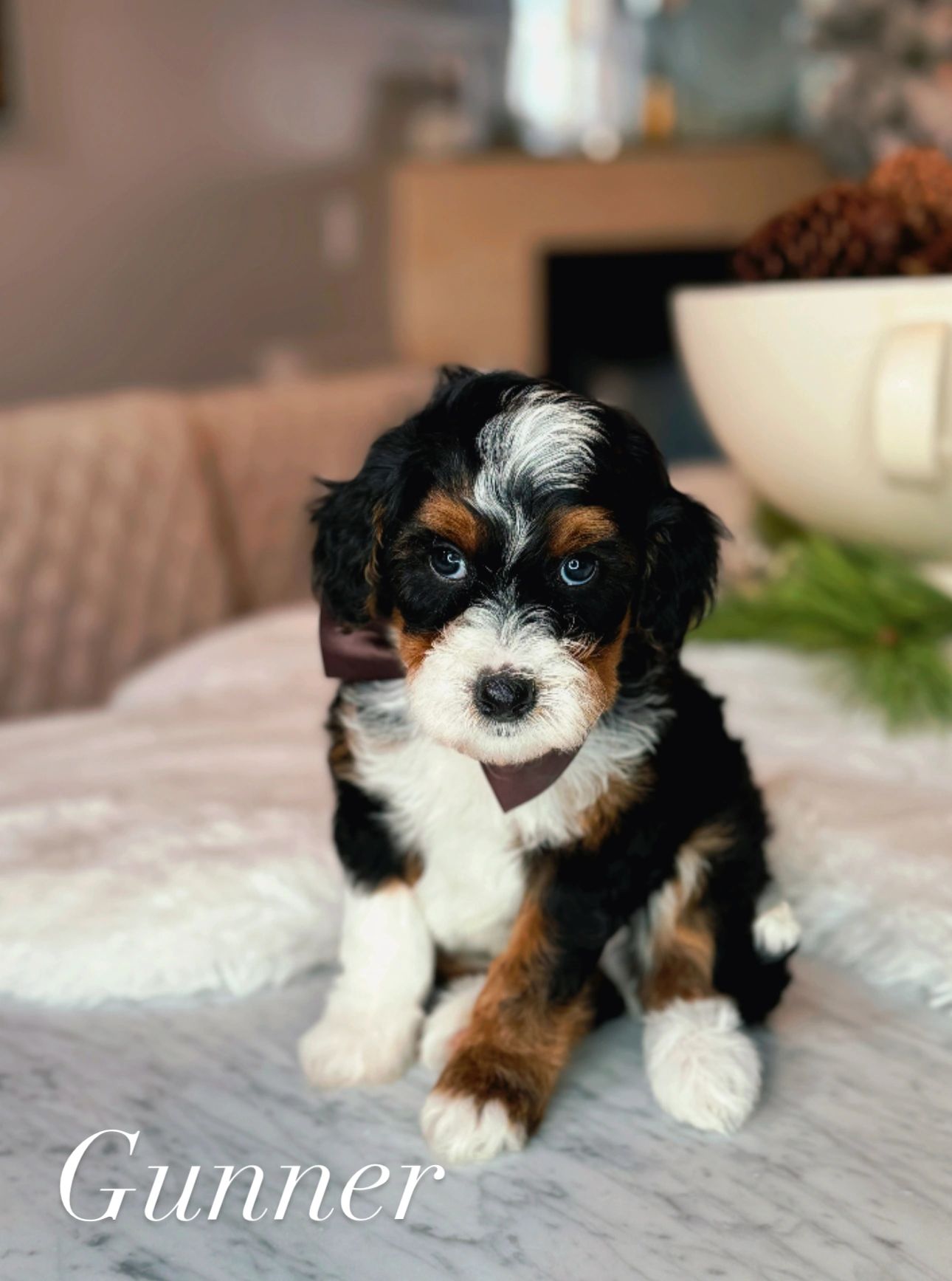 Male tri color bernedoodle puppy dog for sale 