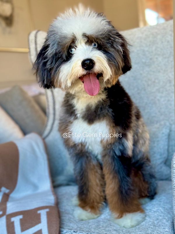 Fluffy tricolor puppy with blue eyes sitting on a chair.
