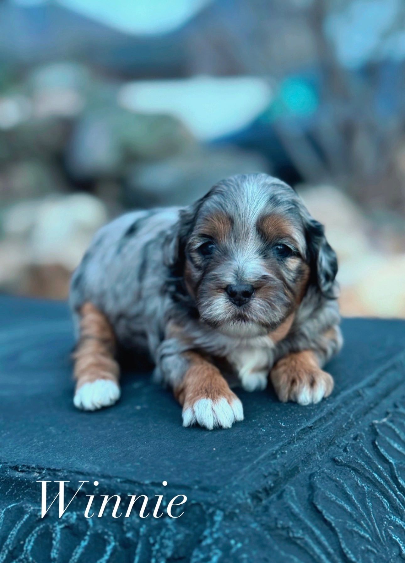 Beauitful malti-poo female for sale puppy available dog merle