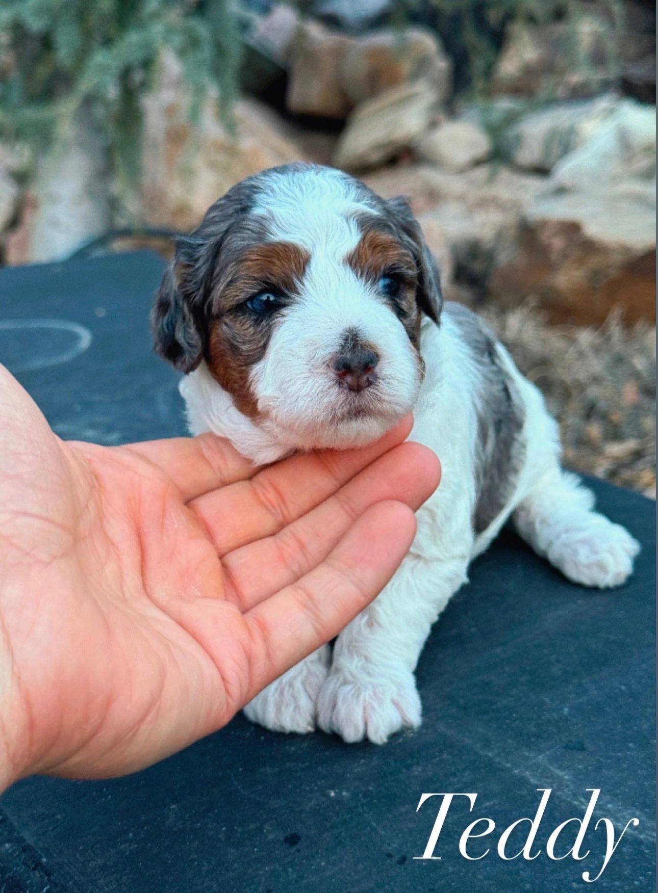 Beauitful malti-poo female for sale puppy available dog merle
