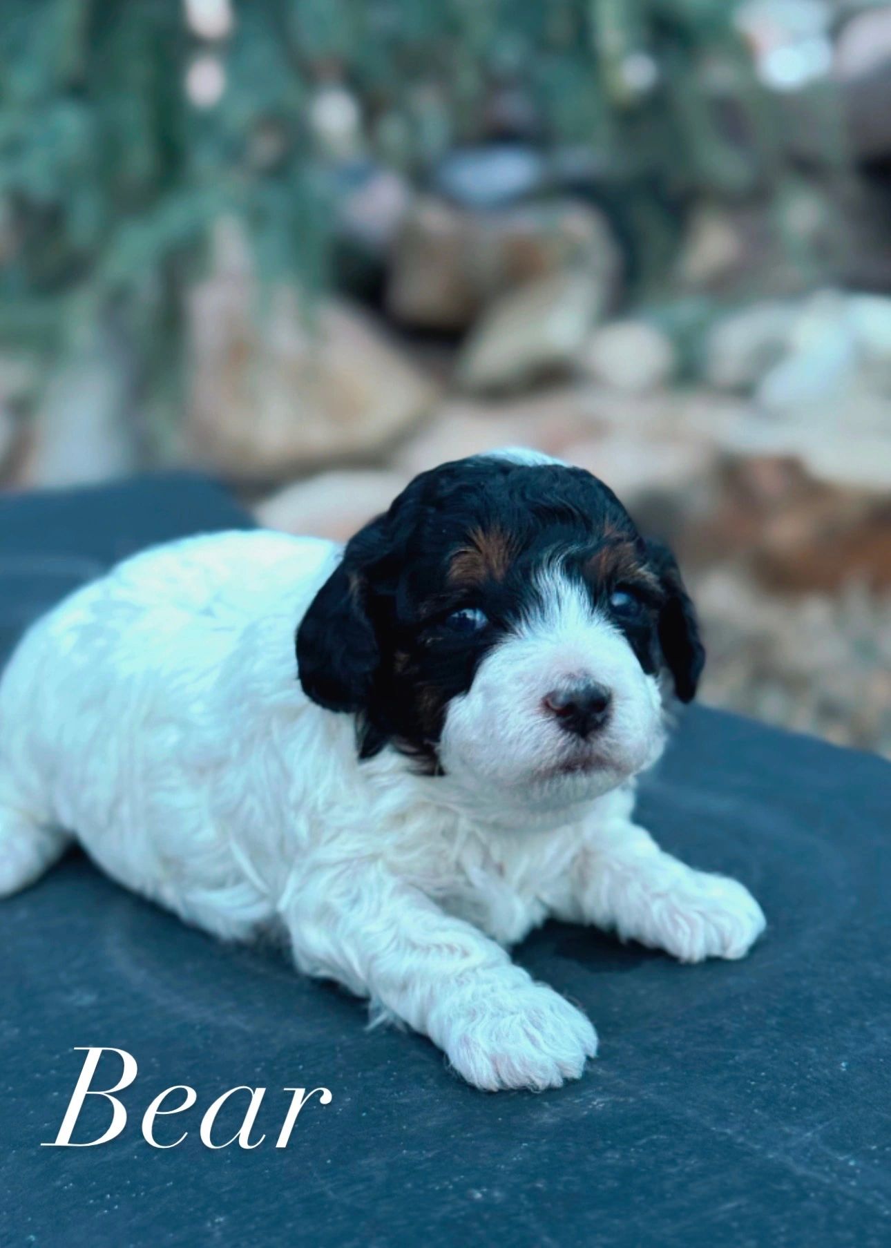 Beauitful malti-poo female for sale puppy available dog tri color