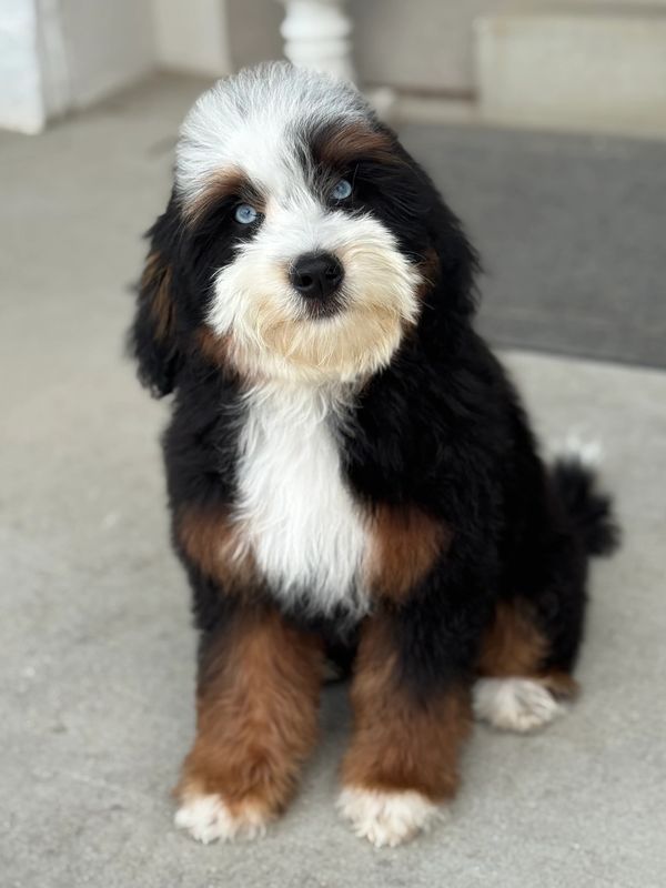 Fluffy tricolor puppy with blue eyes sitting.