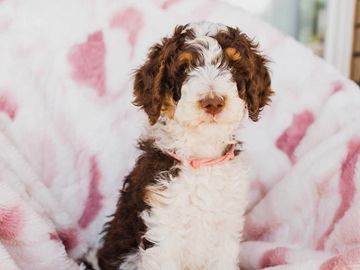 brown poodle puppy female