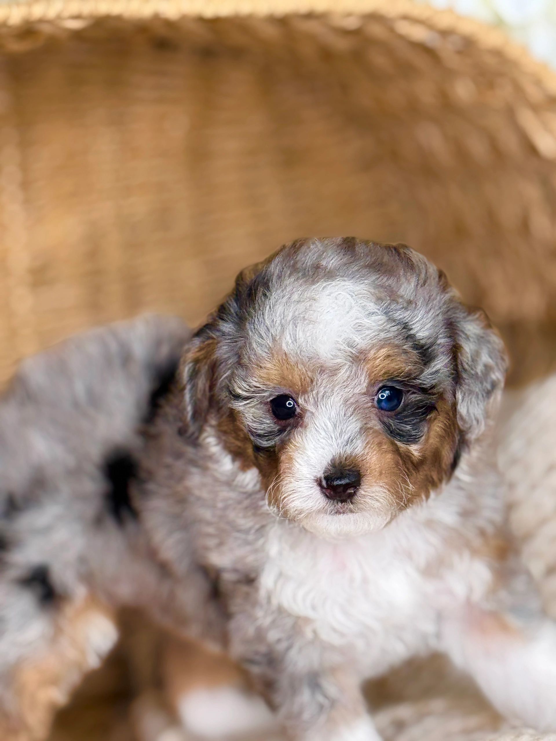 extreme micro bernedoodle girl for sale puppy adorable cute tiny really small 