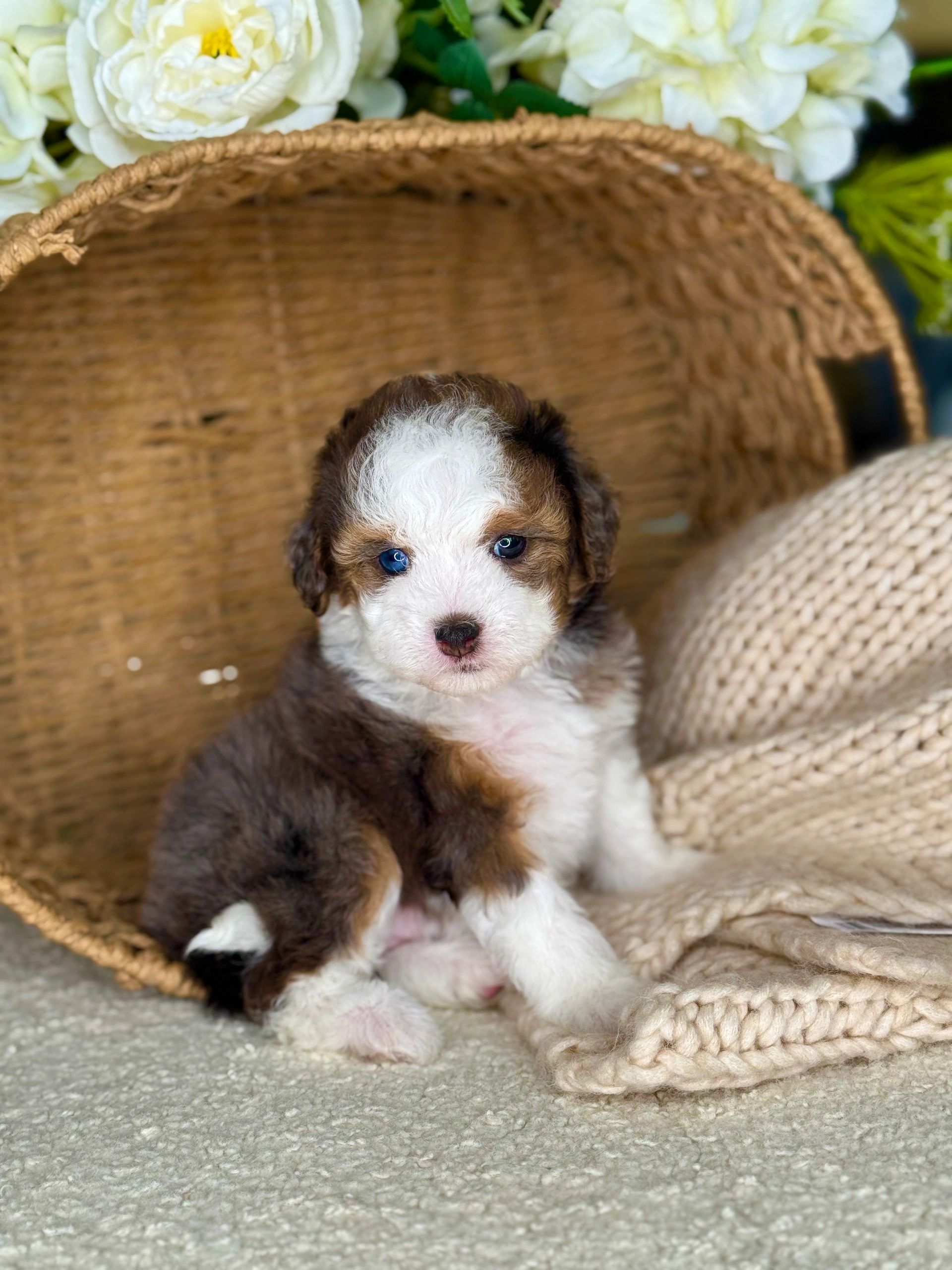 extreme micro bernedoodle girl for sale puppy adorable cute tiny really small 