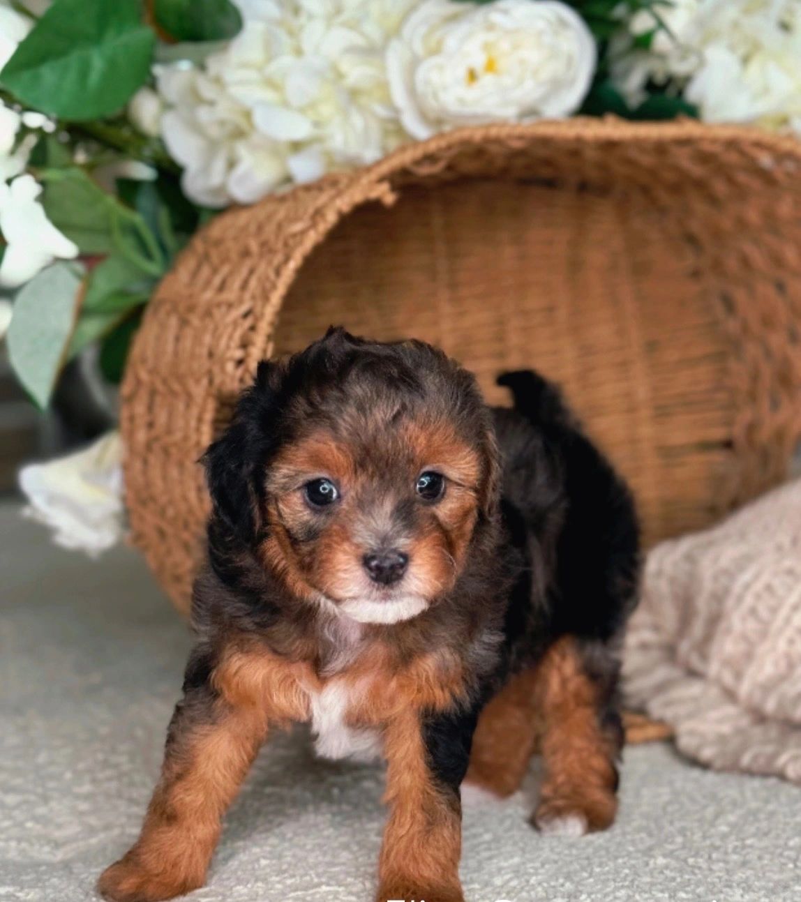 extreme micro bernedoodle girl for sale puppy adorable cute tiny really small 