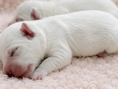 Two adorable newborn white puppies sleeping.