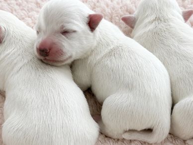 Three white newborn puppies sleeping closely together.
