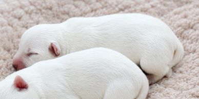 Two newborn white puppies sleeping side by side.