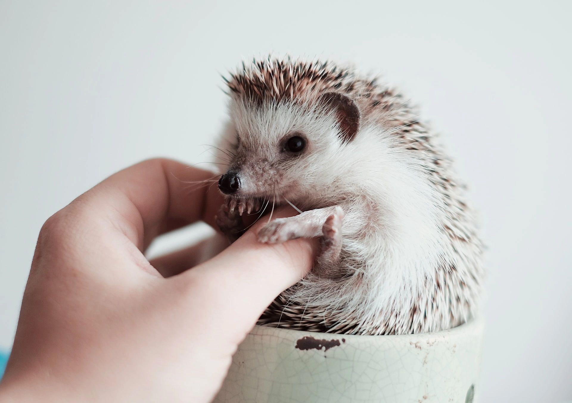 South Africa`s Hedgehog Breeders Association