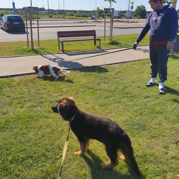 Liepins club Ltd pets walking time